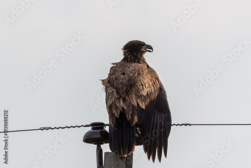 Juvenile Bald Eagle in a Perched Pose
