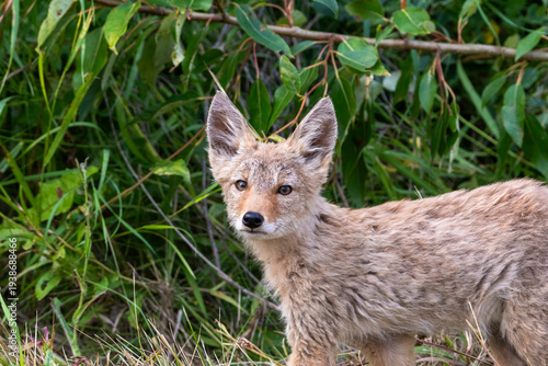 Juvenile Coyote in Natural Habitat