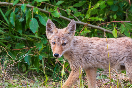 Juvenile Coyote in Natural Surroundings