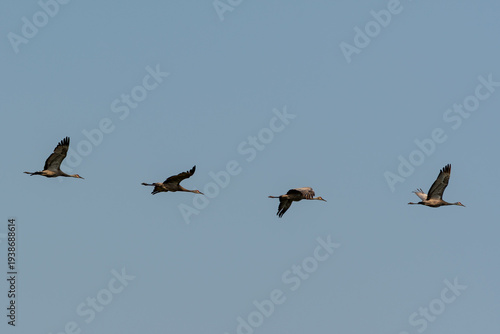 Sandhill Cranes in Open‑Sky Flight