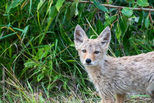 Young Coyote in a Natural Setting