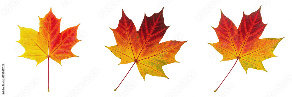 Fototapeta premium Set of Vibrant Red and Orange Autumn Maple Leaves with Realistic Vein Details for Seasonal Fall Graphic Design Elements Isolated on White Background PNG