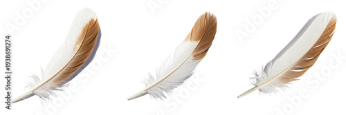 Set of Natural Brown and White Bird Feathers with Soft Texture and Realistic Quill Details for Delicate Graphic Design Elements Isolated on White Background PNG