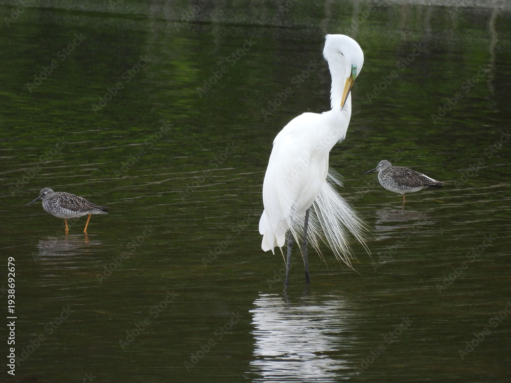Naklejka premium A great egret preening its feathers, and a pair of greater yellowlegs, shorebirds, wading within the shallow, wetland waters of the Bombay Hook National Wildlife Refuge, Kent County, Delaware. 