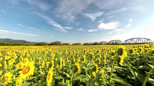 おおくま花畑のヒマワリ【宮城県亘理郡亘理町】