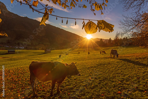 Allgäu - Herbst - Kühe - Sonnenuntergang - malerisch - Braunvieh 