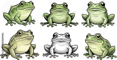 Six detailed illustrations display various green frogs perched attentively, showcasing different subtle shades.