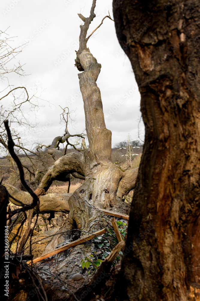 Naklejka premium Fallen down mangled old tree