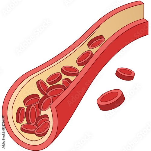 Simplified cross-section of human blood vessel with red blood cells flowing through circulatory system