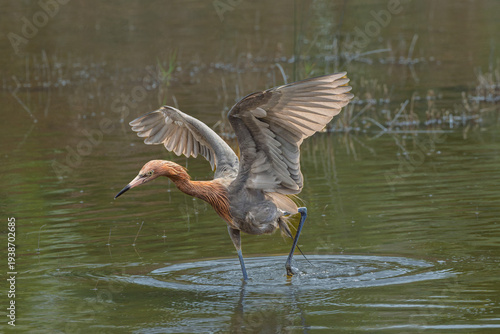 Tablou pe pânză Reddish Egret with wings upraised fishing at Merritt Island National Wildlife Refuge, Florida