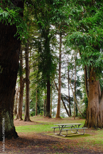 Picnic table in a peaceful place among the Douglas Fir and Cypress trees of the Pacific Northwest