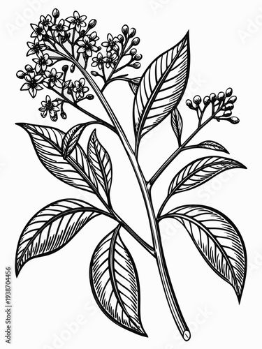 Detailed botanical line art of flowering plant branch with textured leaves and blossoms