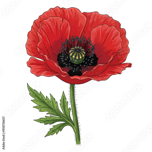 Beautiful Red Poppy Flower with Green Stem and Leaf for Floral and Nature Design