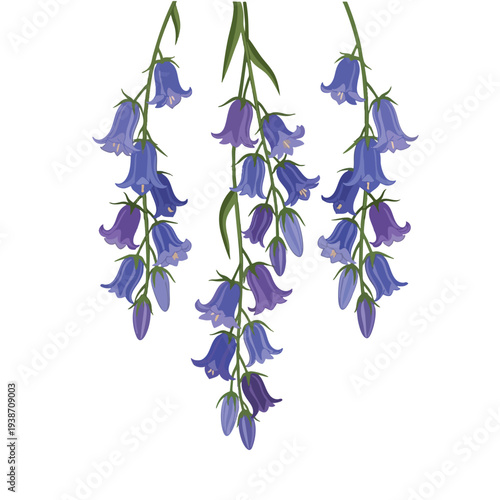 Bluebell Flowers Illustration