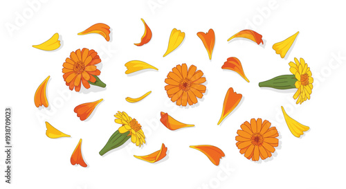 A cheerful arrangement of four orange marigold flowers with green stems and many scattered orange and yellow petals is displayed on a bright white surface.