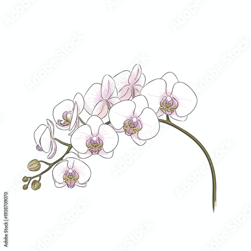 Illustration of White Orchid Flowers