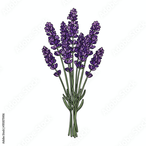 Fresh Purple Lavender Bouquet for Home Decor and Aromatherapy