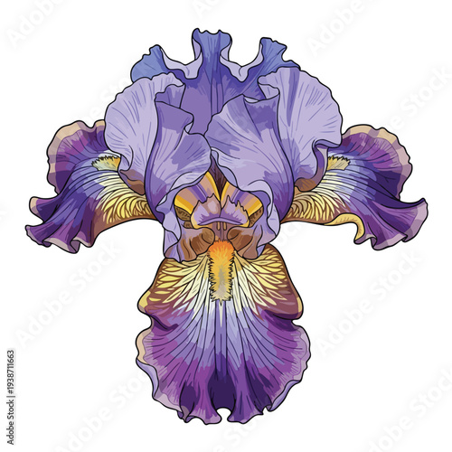 Beautiful Purple Iris Flower in Full Bloom for Spring and Nature Enthusiasts