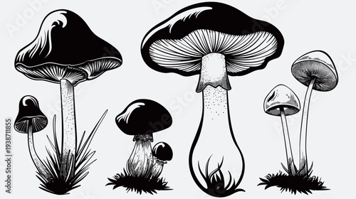 Detailed line art illustration of various mushroom species, starkly black and white