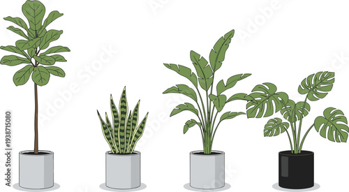 Indoor plant collection featuring Monstera, Fiddle Leaf Fig, Snake Plant, and Bird of Paradise in decorative pots, tropical home decor illustration