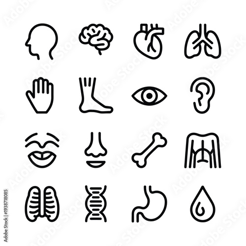 Human Anatomy and Medical Biology Internal Organ Icon Set