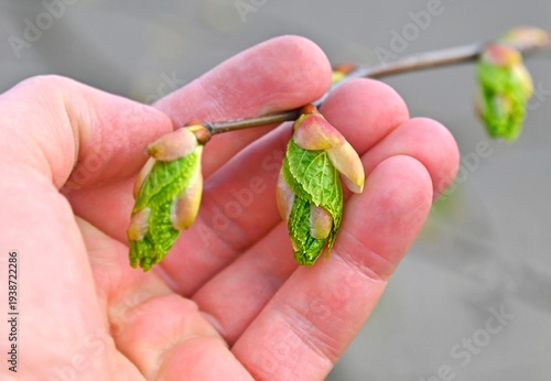 Tilia americana (American linden) or basswood buds in hand