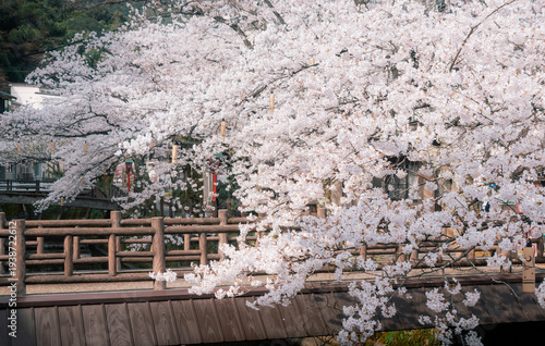 Принти на полотні Beautiful pink cherry blossoms (Sakura) blooming over a stone canal in Kinosaki