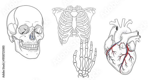 A set of detailed anatomical illustrations featuring a human skull, ribcage, hand, and heart with visible blood vessels.