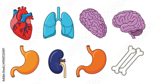 A vector graphic illustration of human organs including the heart, lungs, brain, kidneys, stomach, and bones.