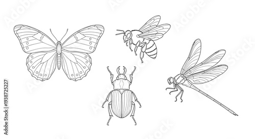 A minimalist vector illustration of four insects including a butterfly, bee, beetle, and dragonfly in a simple line art style