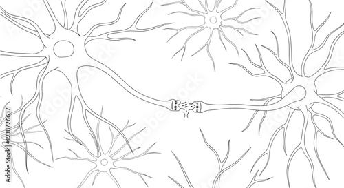 A detailed illustration of neurons and their connections in a minimalist line art style