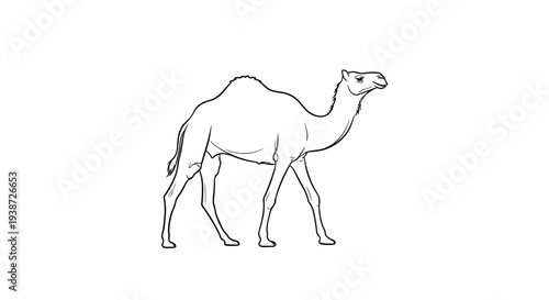 A minimalist line art illustration of a camel walking on a plain background