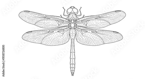 A detailed line art illustration of a dragonfly with transparent wings and body