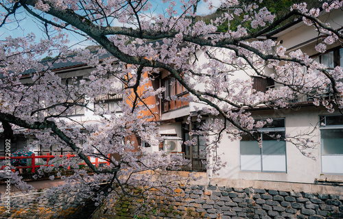 фотографія Beautiful pink cherry blossoms (Sakura) blooming over a  stone canal in Kinosaki