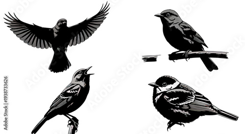 Black and White Illustrations of Birds in Flight and Perched.