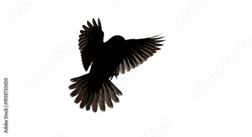 Black Bird Silhouette in Flight.