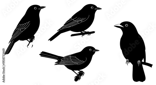 Black Birds Silhouettes on White Background.