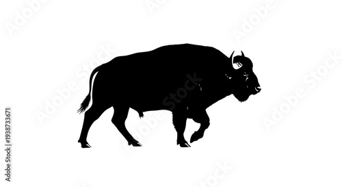 Black Bull Silhouette Walking Forward.