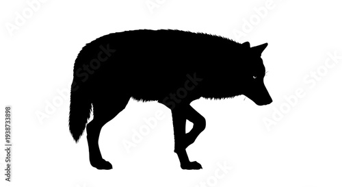 Black Wolf Silhouette Walking Alone.