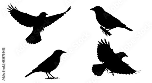 Four Black Bird Silhouettes in Flight.