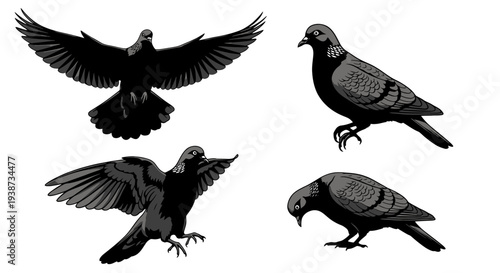 Four Pigeons in Different Flying Positions 1.