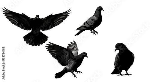 Four Pigeons in Different Flying Positions.