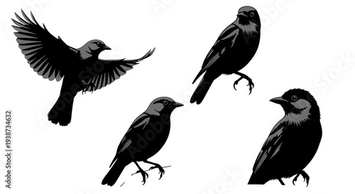 Group of Black Birds in Flight.