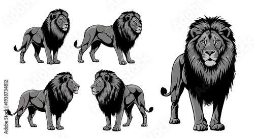 Multiple Lion Illustrations in Various Poses.