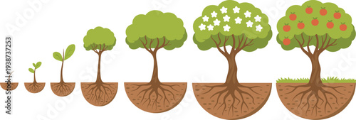 Tree growth stages illustration from seedling to fruit tree with roots, plant life cycle gardening and agriculture concept