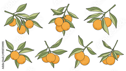 Collection of six detailed line art illustrations depicting various orange branches with ripe fruits and lush green leaves.
