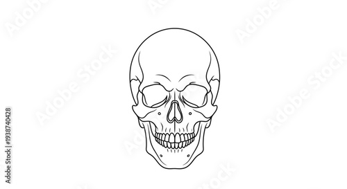 Stylized Line Art Skull Illustration - Minimalist Design