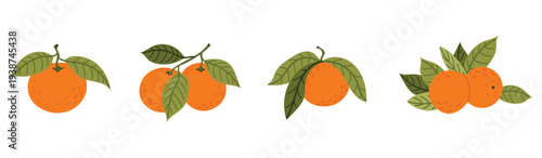 Orange fruit collection with whole ripe oranges on branches with green leaves. Fresh citrus fruit set for healthy food, juice and grocery design. Flat vector illustration isolated on white background.