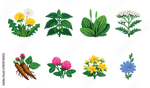 Herbal plants and roots illustrated on green gradient background