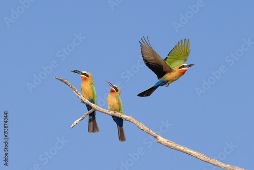 Two vibrant white-fronted bee-eaters sitting on a branch, and a third one flying away in chobe river botswana